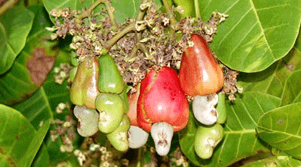 about-raw-cashew