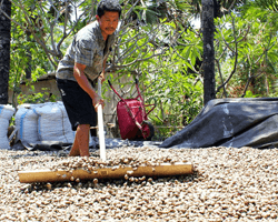 cashew drying1
