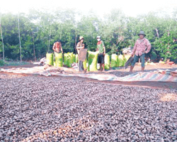 cashew drying2