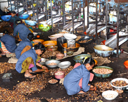 cashews-peeling-2